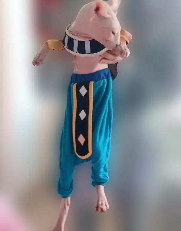 Beerus Costume for Sphynx - Image 4