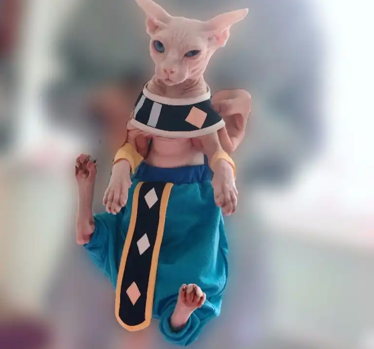 Beerus Costume for Sphynx - Image 3