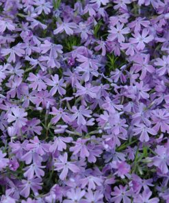 Phlox