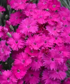 Neon Star Carnation