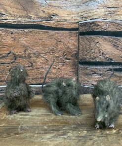 Rat – Set of 3
