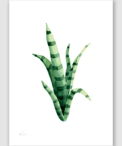 Snake Plant