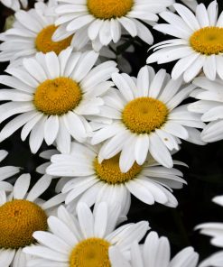 Snowcap Shasta Daisy