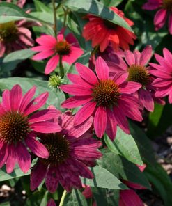 Tres Amigos Coneflower