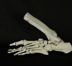 Bucky Foot with Ankle Halloween Prop (R or L)