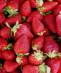 10:30 AM — ADMIT ONE Thursday June 25th (includes one QUART of Strawberries)