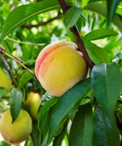 1:00PM — ADMIT ONE (FRI) June 26th PYO — Yellow Peaches (includes one QUART of yellow peaches)